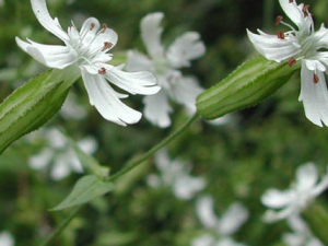 С��Ҳ����ʹ ������ʹ��ƫ��