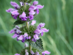 ��������ˮҲ���β� ��֪����