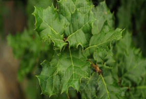 פ�����ʵ���� פ�����ʵĹ�Ч