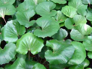 ���Ը����� ���Ը�Ĺ�Ч