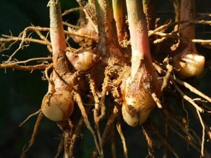 Ұ���Ĺ�Ч�����ü�����