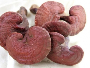 ��֥�Ĺ�Ч�����ü�����