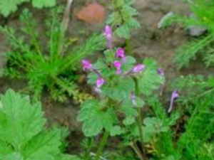 ݯ���Ӫ����ֵ ��ݯ��ĺô�