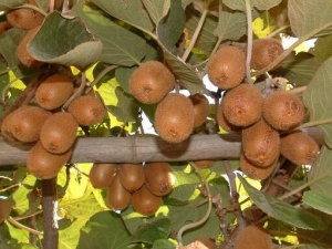 ����ӵĹ�Ч�����ü�����