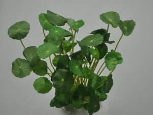 ��Ҷ��Ǯ�Ĺ�Ч������ ����ʪ��