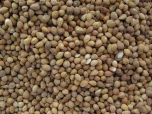 �վ�ɢ����� �վ�ɢ�Ĺ�Ч