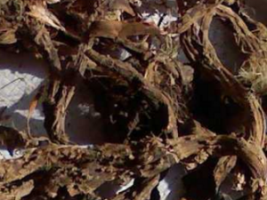 ��Ѫ������� ��Ѫ���Ĺ�Ч