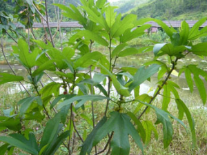 ������Ŀ����ɢ�Ĵ��� ������Ŀ����ɢ������