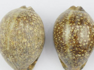 ��������ҩ�Ƶ���� ��������ҩ�ƵĹ�Ч