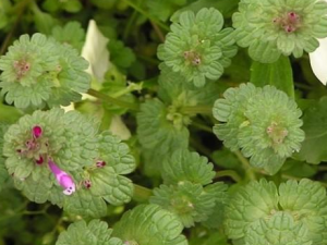 ��ҩ���������� ��ҩ�����������