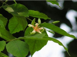 �����ʵĹ�Ч������ �����ʪ ��̵ɢ��