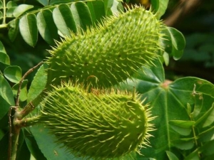 ÷���̹��Ĺ�Ч������ ��θ��ʳ ��Ŀ����