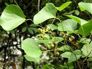 �ӹ���Ĺ�Ч�����ü�����