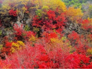 ��ɽ��Ĺ�Ч������