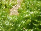 海藻的功效与作用及禁忌