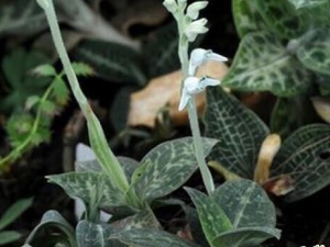 ���ƲݵĹ�Ч������ ���Ƚⶾ ɢ������