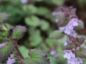 ��͸����