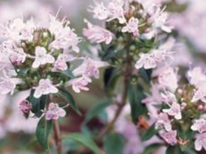 ������Ҷ�ž�