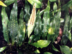 ����Τ�Ĺ�Ч������ ���Ƚⶾ ������ʪ