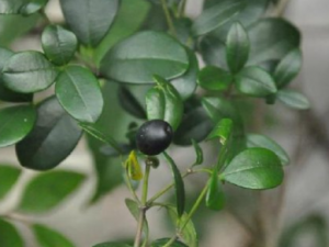 �к������������ �к��������Ĺ�Ч