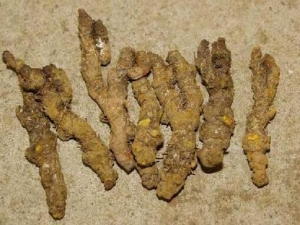 �����Ĺ�Ч������ к����ʪ �ⶾɱ��