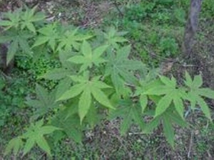 �߽Ƿ�Ĺ�Ч���� �����ʪ