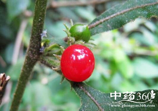 红丝线的功效与作用 红丝线的用法用量和使用禁忌 - 中药360