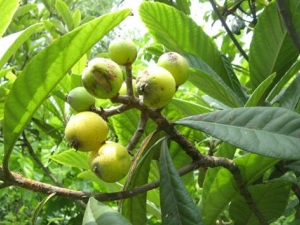 ����Ҷ�Ĺ�Ч������