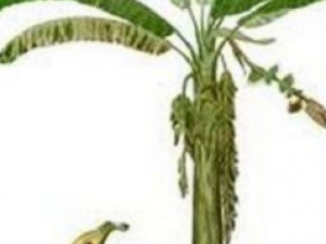 �Ž�Ϳ���Ĺ�Ч �Ž�Ϳ���Ĵ���