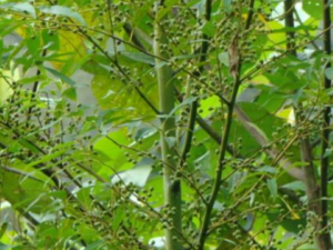 ���Ҳ�ҩ����� ���Ҳ�ҩ�Ĵ���