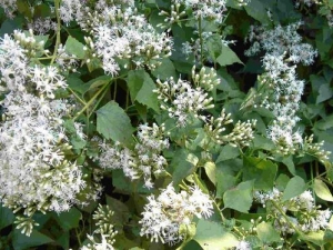 �ɻ��ݵĹ�Ч������ ɱ��ֹѪ