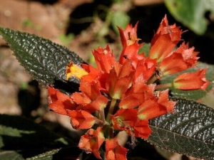 ��컨�Ĺ�Ч������ ��컨��ҩ�ü�ֵ