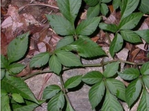 �����ݵĹ�Ч������ �������÷�����