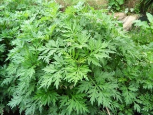 ����Ĺ�Ч������ ����ֹѪ ��ֹ̥��