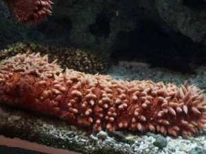 ÷���εĹ�Ч������ ÷���ε�ҩ������