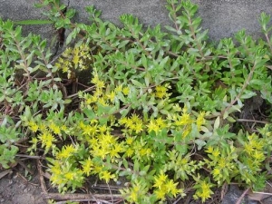 ����ݵĹ�Ч�����ü�����