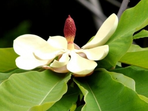 ���ӻ��Ĺ�Ч�����ü�����