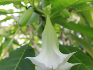 �ܽ��ݸ�Ĵ��� �ܽ��ݸ������