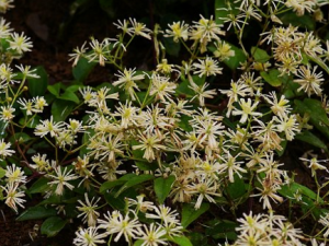 ��ҩ����� ��ҩ�Ĺ�Ч����