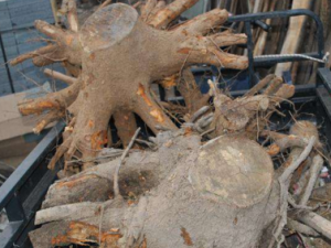 ������Ѫ������� ������Ѫ���Ĺ�Ч