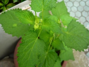 ޽��Ĺ�Ч�����ü�����