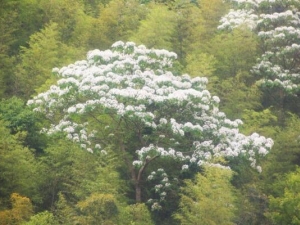 �׻�������Ĺ�Ч������ ��Ѫɢ�� ����ֹʹ