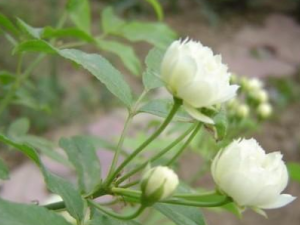 �ƶ��߱�ɢ������ �ƶ��߱�ɢ�����