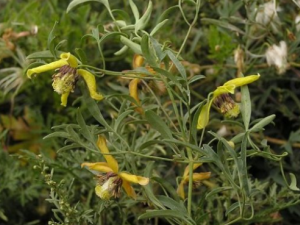 �������ɢ�Ĺ�Ч �������ɢ�����