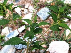 ��ţϥ�Ĺ�Ч���ü�����