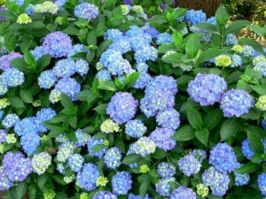  ���ɻ��Ĺ�Ч�����ü�����