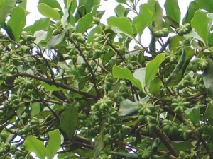 �˽���Ĺ�Ч������ ����ʪ ���Ƚⶾ