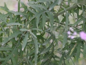 ����ľ�Ĺ�Ч�����ü�����