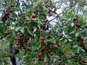 С���Ӫ����ֵ С���ʳ�÷���