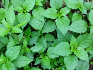 ��ť�˵Ĺ�Ч������ ���Ƚⶾ ����ɢѪ